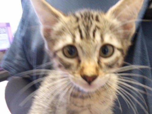 ALVIN - Domestic Short Hair available for adoption