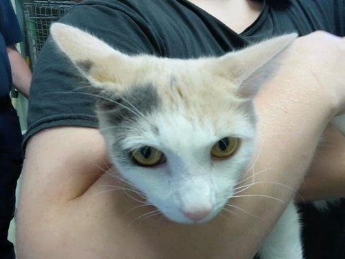 SUNNY - Domestic Short Hair available for adoption