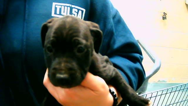 SPRINGER - Pit Bull Terrier available for adoption