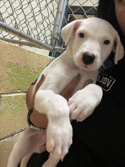 PUMKIN - Labrador Retriever available for adoption