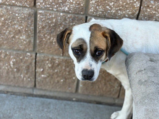 SHILOAH - Pit Bull Terrier available for adoption