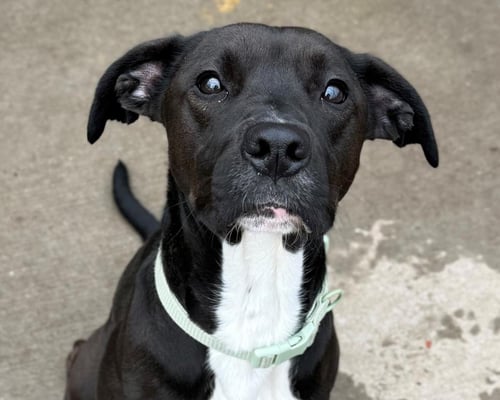 DINO - Labrador Retriever available for adoption