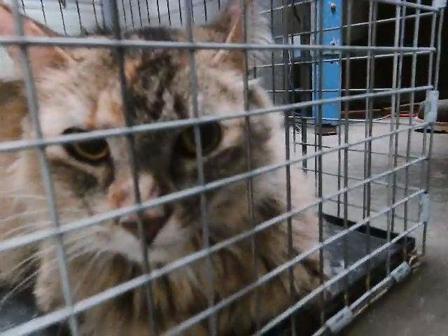 RUBY ROSE - Domestic Medium Hair available for adoption