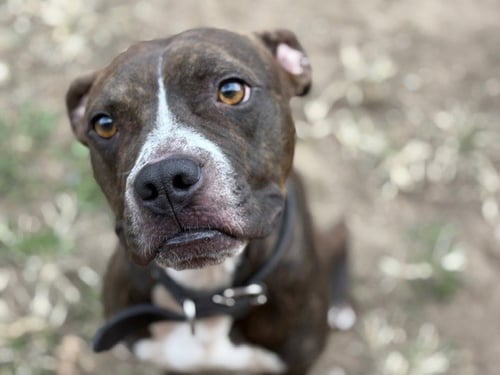 BREEZY - Pit Bull Terrier / Boxer available for adoption