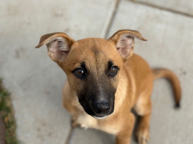 DORADO - Belgian Shepherd Malinois available for adoption