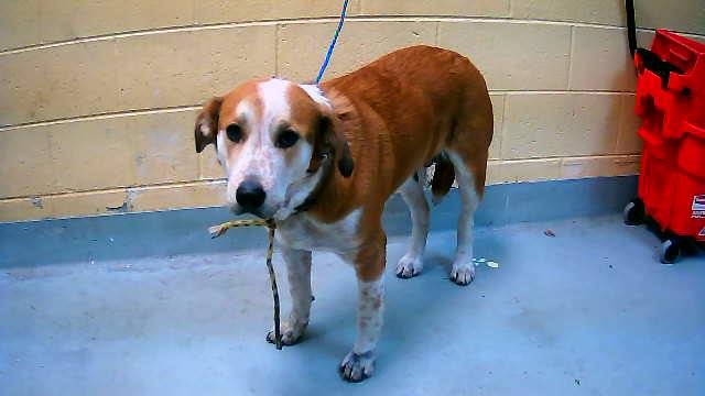 BANDIT - Australian Cattle Dog/Blue Heeler available for adoption