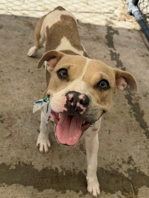 KIMMY - Boxer available for adoption