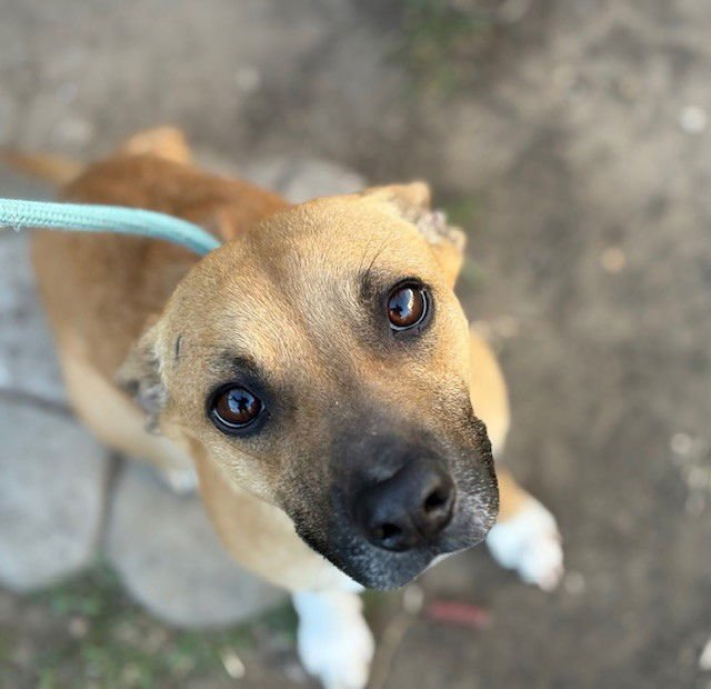 BUCKY - Chihuahua available for adoption