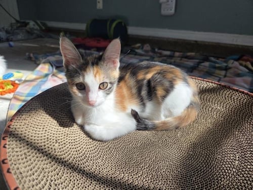 COUCH CHANGE - Domestic Short Hair available for adoption
