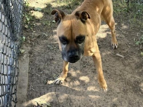 GUNNER - Boxer available for adoption