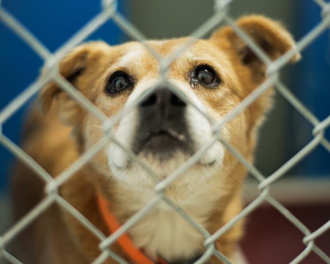BRANCH - Chow Chow available for adoption