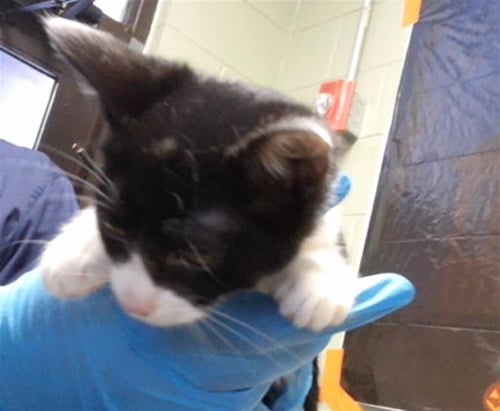 ZOE - Domestic Short Hair available for adoption