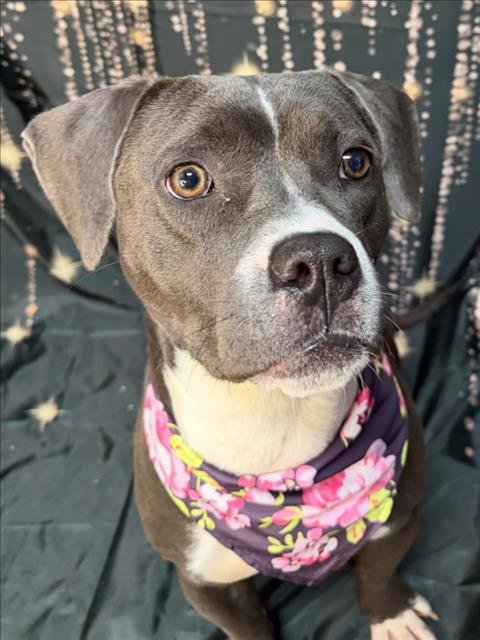 BABY - Pit Bull Terrier available for adoption