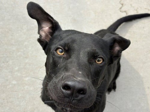 ENZO - Labrador Retriever available for adoption