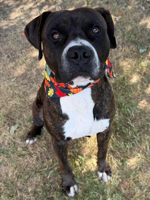 CASH - Pit Bull Terrier available for adoption