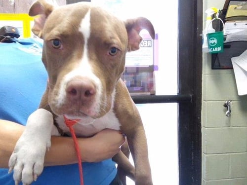 BENTLEY - Pit Bull Terrier available for adoption