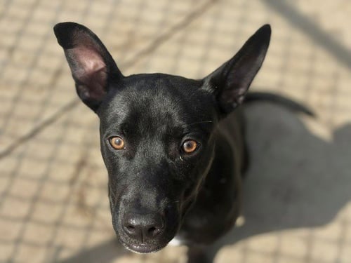KODAK - Staffordshire Bull Terrier available for adoption