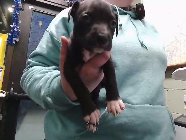 PUP SIXSIE - Queensland Heeler available for adoption