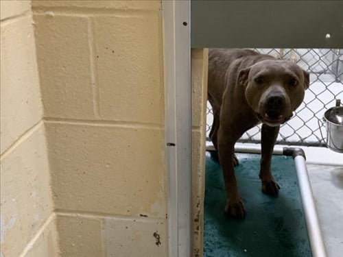 AUGGIE - American Pit Bull Terrier available for adoption