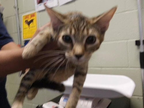 A184508 - Domestic Short Hair available for adoption