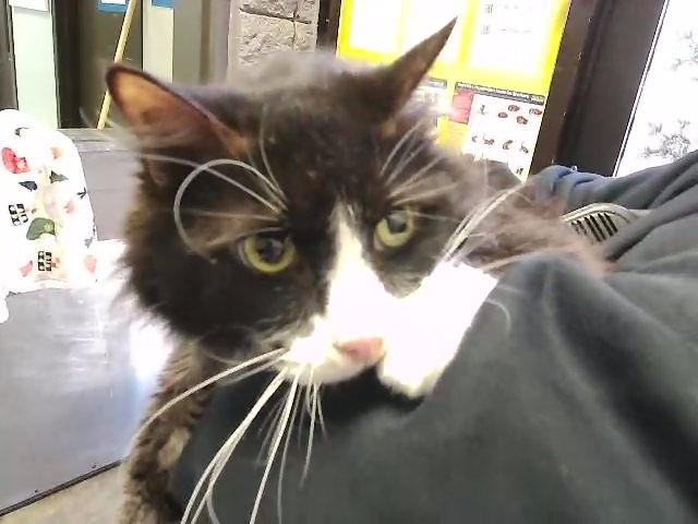 ABLIA - Domestic Long Hair available for adoption