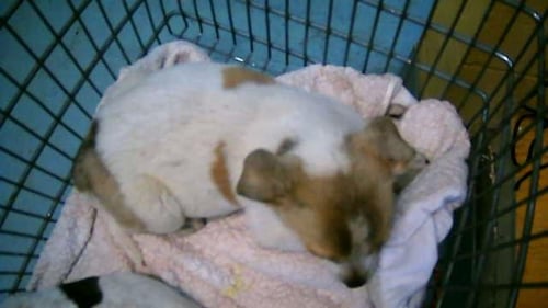 MANDO - Queensland Heeler available for adoption