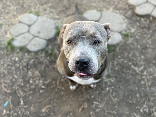 QUASI - Pit Bull Terrier available for adoption