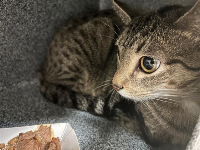 CHERRY BLOSSOM - Domestic Short Hair available for adoption