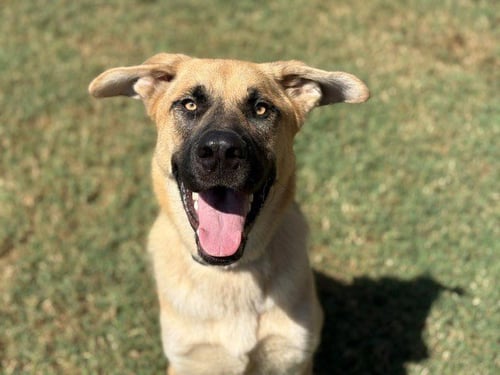 KING ARTHUR - German Shepherd Dog available for adoption