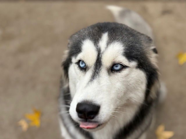ROSIE - Husky available for adoption