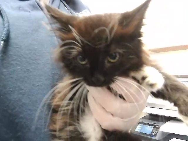 BUBBLES - Domestic Long Hair available for adoption