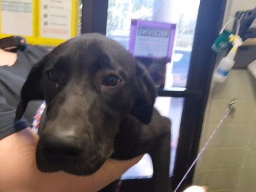 EBONY - Labrador Retriever available for adoption