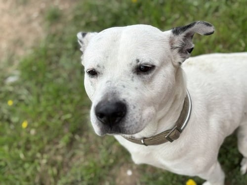 GOPHER - Pit Bull Terrier available for adoption