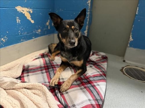 CICI - German Shepherd Dog available for adoption