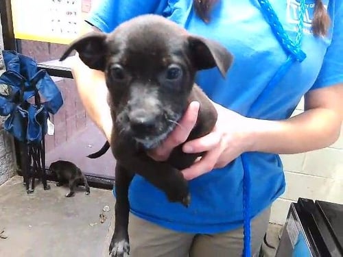 CLARK - Australian Cattle Dog/Blue Heeler / German Shepherd Dog available for adoption