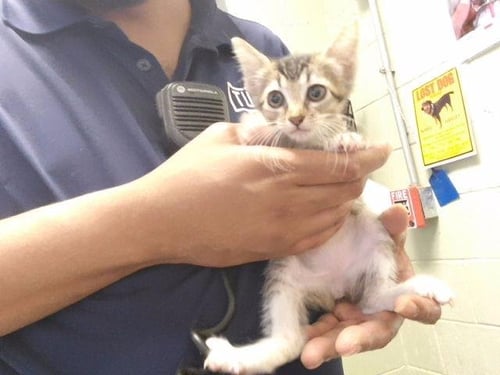 A184511 - Domestic Short Hair available for adoption