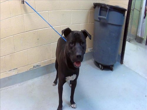 DRACO - Pit Bull Terrier available for adoption