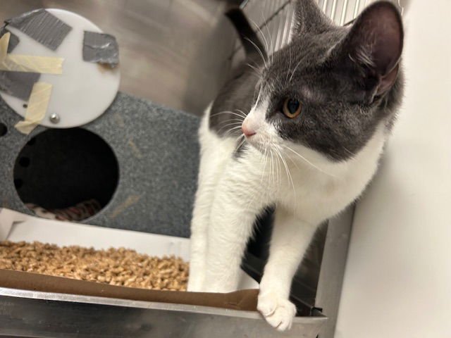 TANGO - Domestic Short Hair available for adoption