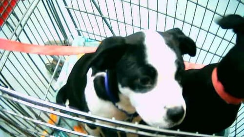 SKY - Pit Bull Terrier available for adoption