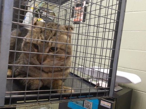 MR. KRABS - Domestic Short Hair for adoption in Tulsa