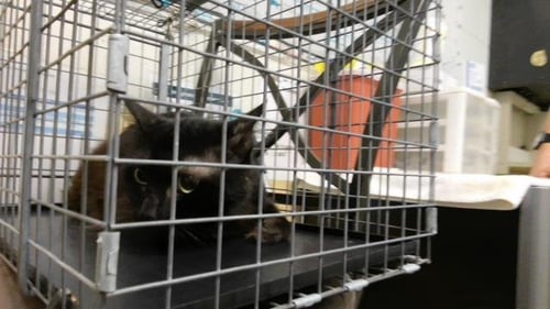 EAZY-E - Domestic Medium Hair for adoption in Tulsa