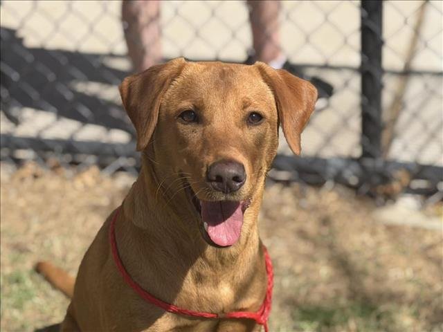 ACORN - Labrador Retriever available for adoption