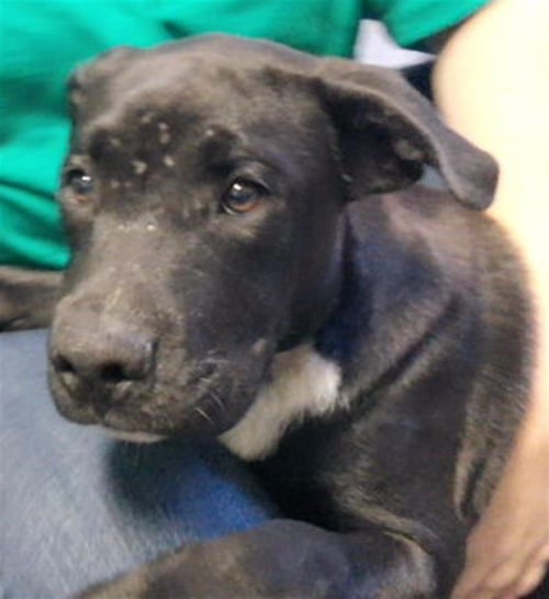 JACK - Labrador Retriever available for adoption