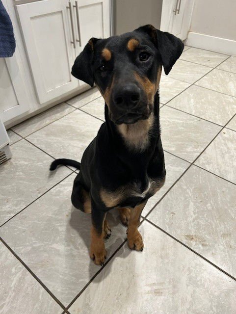 BEAR - Doberman Pinscher available for adoption