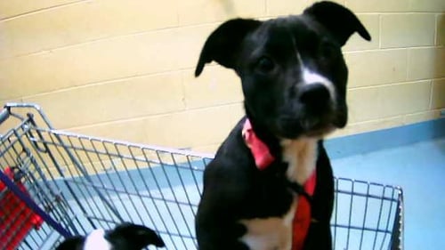 LUNA - Pit Bull Terrier available for adoption