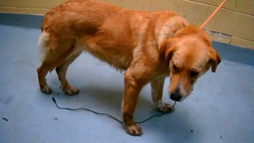 STEVIE - Labrador Retriever available for adoption