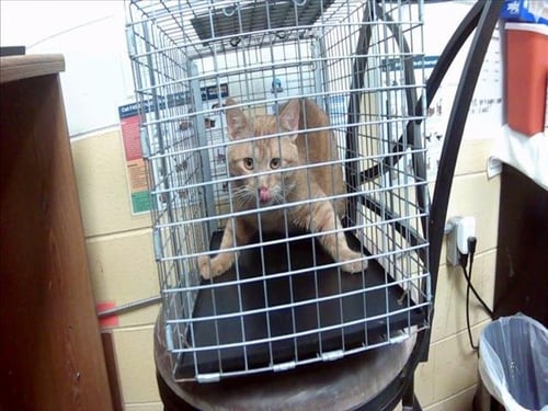 BOBBY - Domestic Short Hair available for adoption