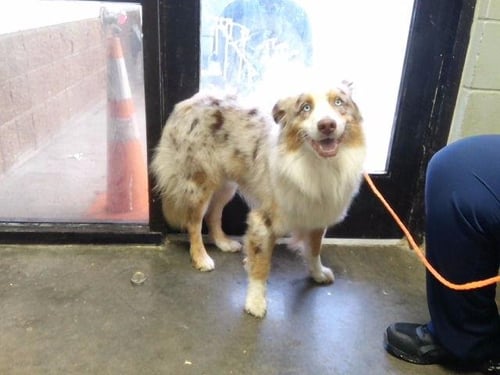WINTER - Australian Shepherd available for adoption