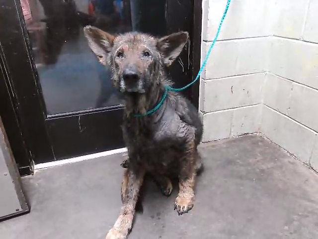 TEDDY - German Shepherd Dog available for adoption