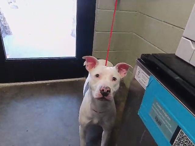 DELIALAH - Pit Bull Terrier available for adoption